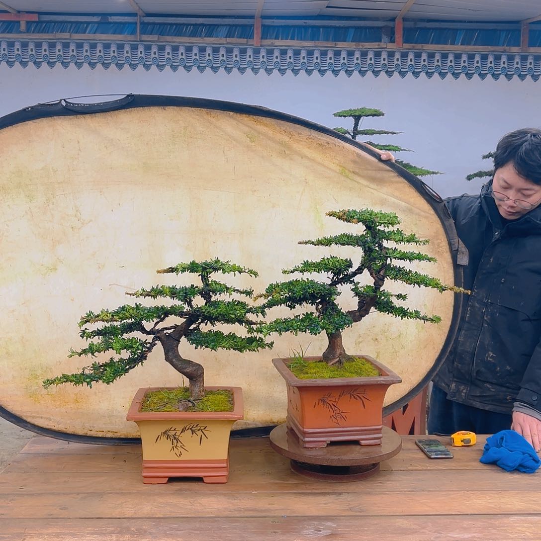 木红芽罗汉松带盆