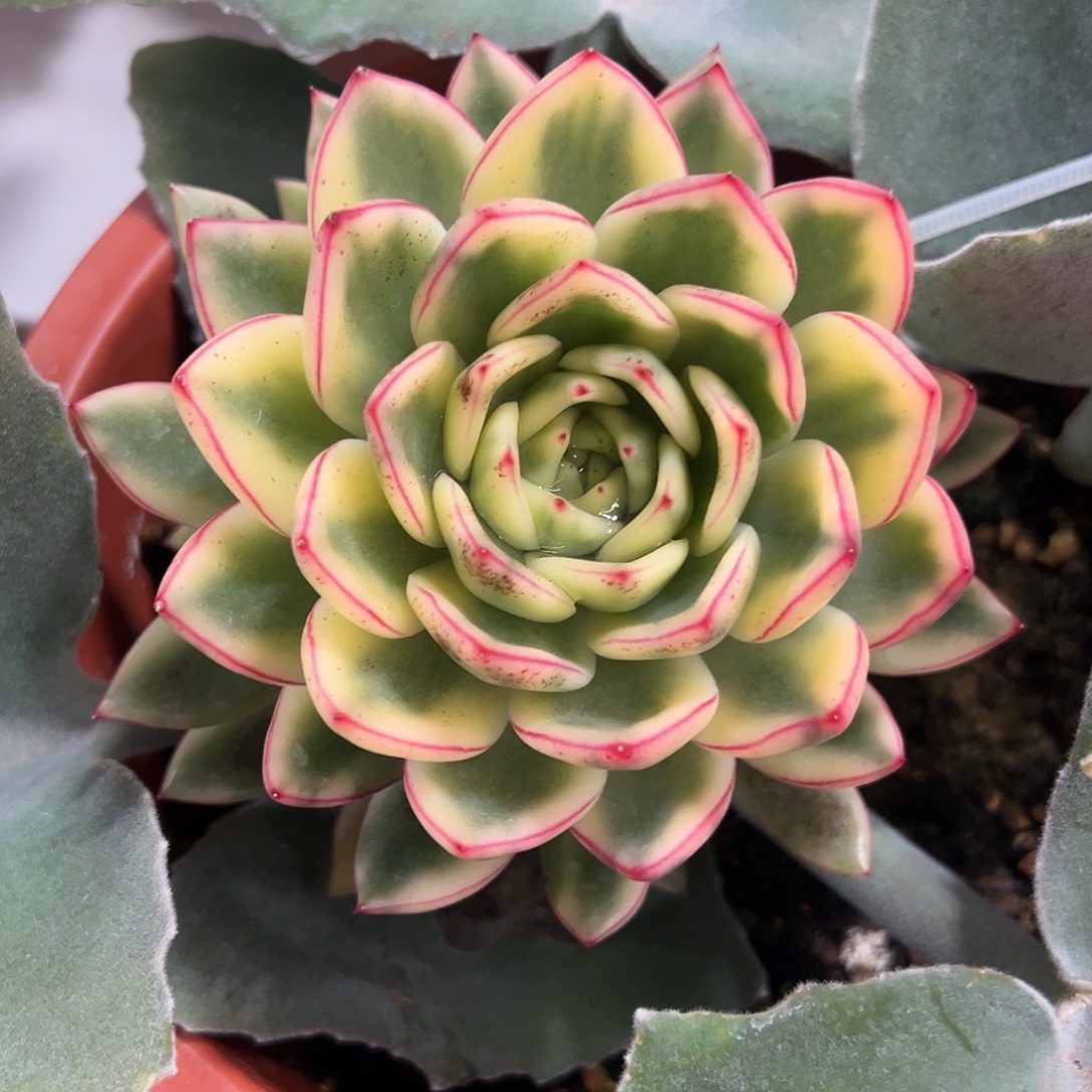 艾丽卡锦嫁接多肉