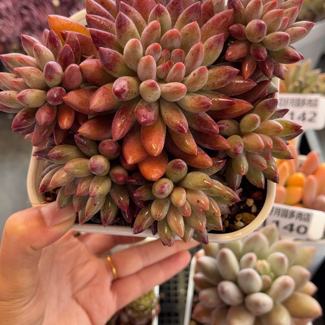 1143 天冷必拍保温箱