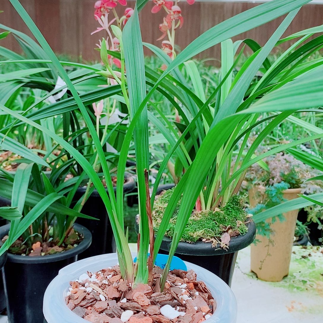 用***5全部花苞一物一拍漂亮开花