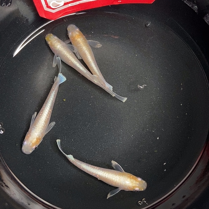 青鳉鱼观背青鱂19号赤壁