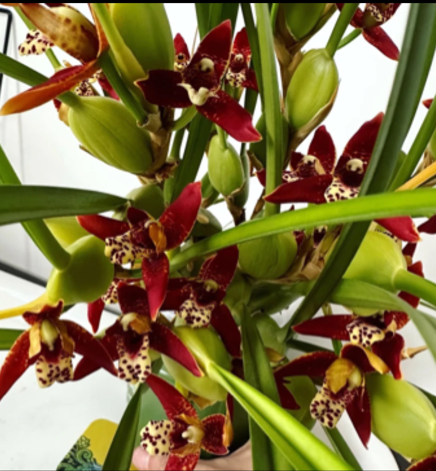 咖啡兰 开花浓香 咖啡香 桌面款 原盆原土发货