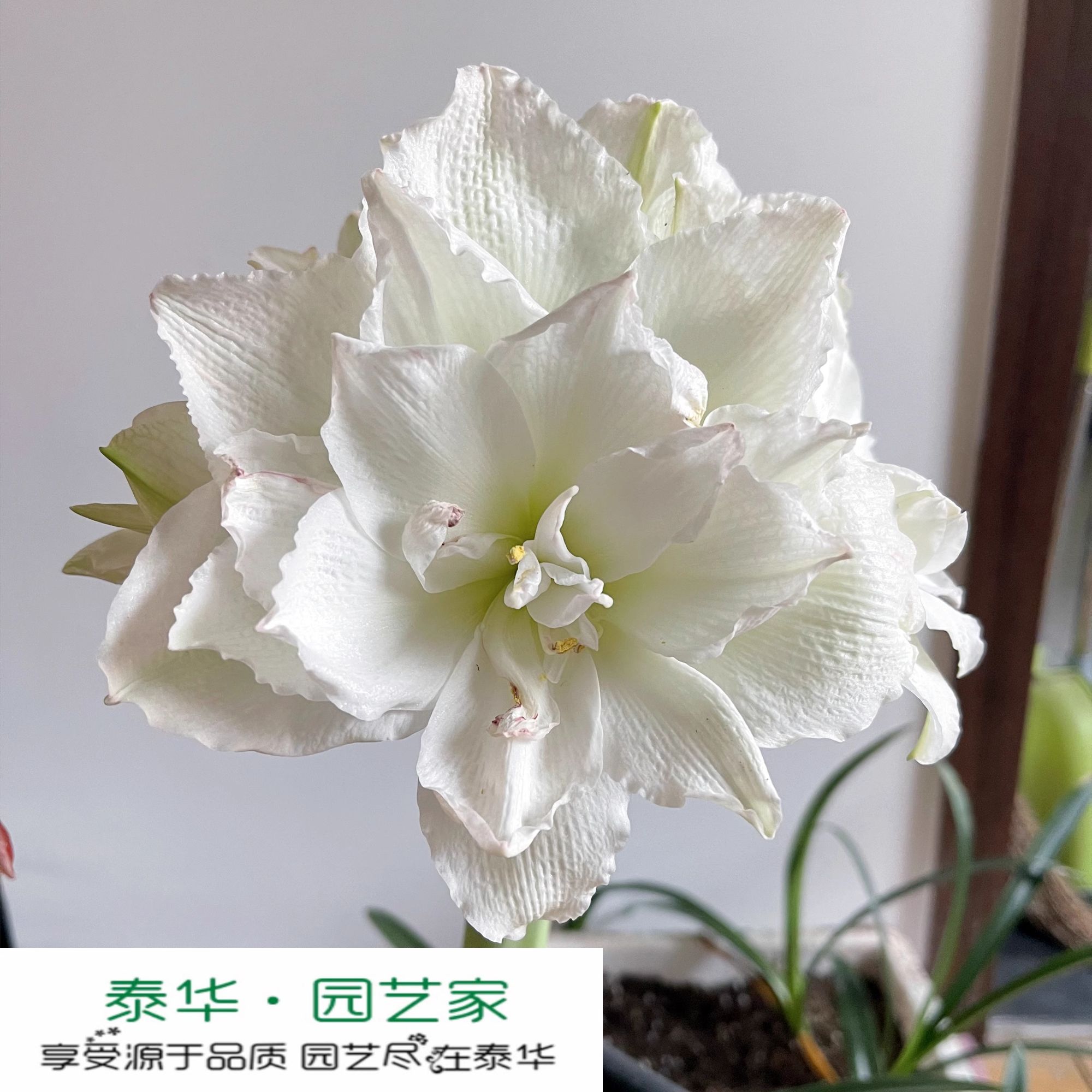 【新到现货】荷兰洋朱顶红种球极地丽人/北极铃声ArcticBelle