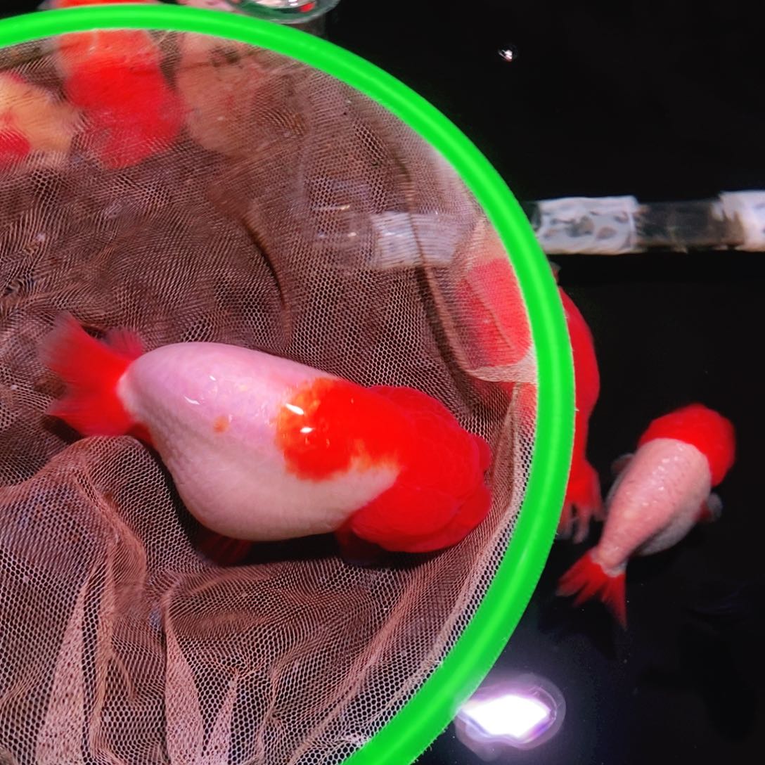 海水鱼用****5兰寿金鱼