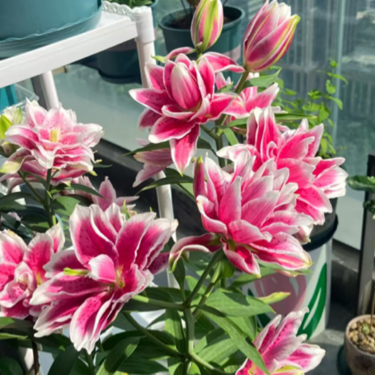 【火星之恋】鲜花直播间现场直播卖花重瓣香水百合鲜切花顺丰包邮