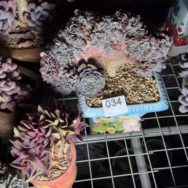 文***哒燃的多肉一物一拍034