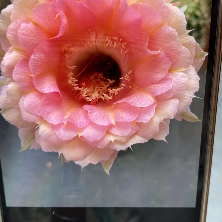 彩草40号侧芽2公分左右