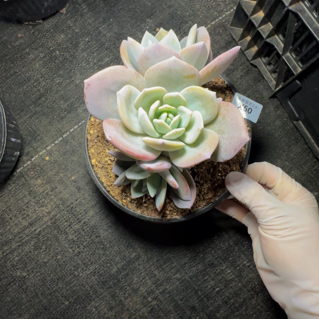 x x x x x x x x x 50