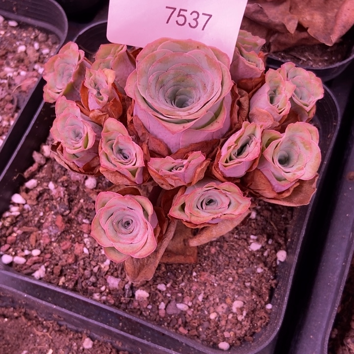 红***升7537山地玫瑰哈一起呢