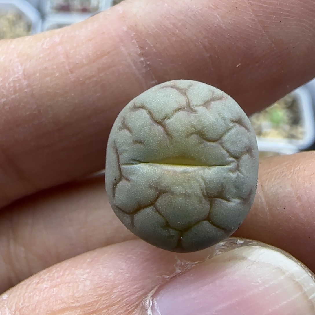 658女娲石清框福利30包邮