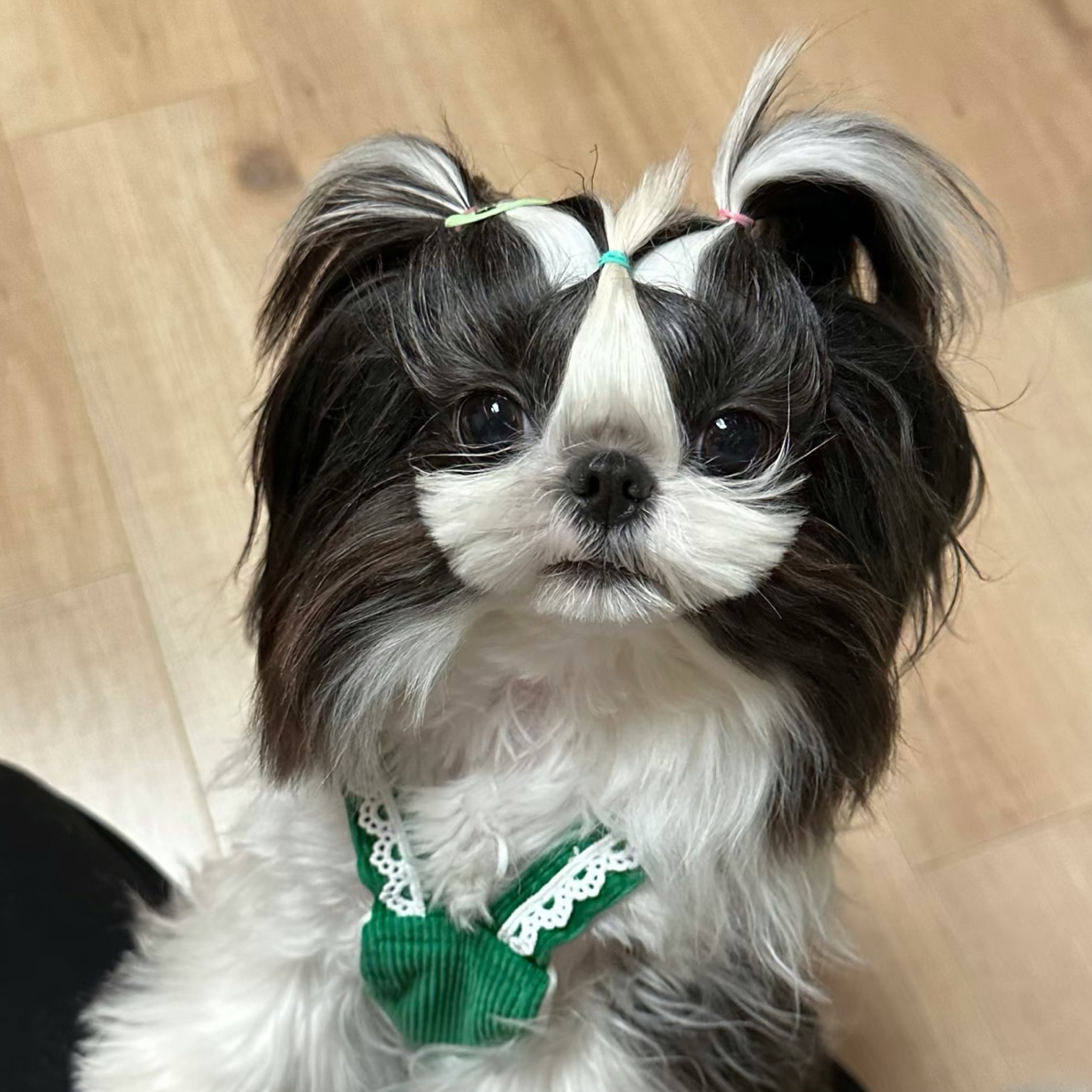 黑白花阿布索犬（拉萨本地繁殖）