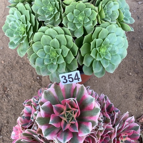 354两颗法师多肉植物