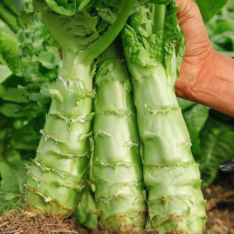 莴笋一哥山货现场收货蔬菜
