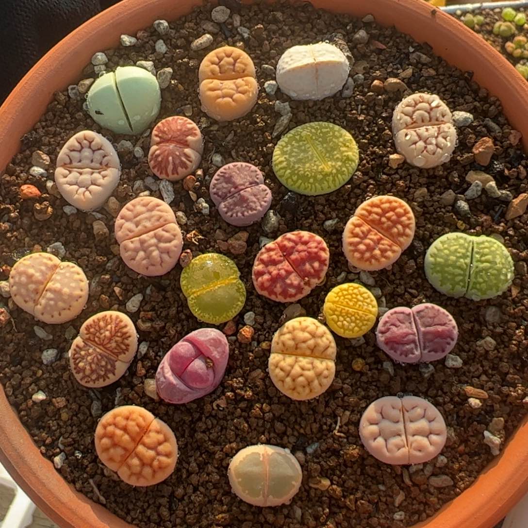 编号组合多肉植物百科