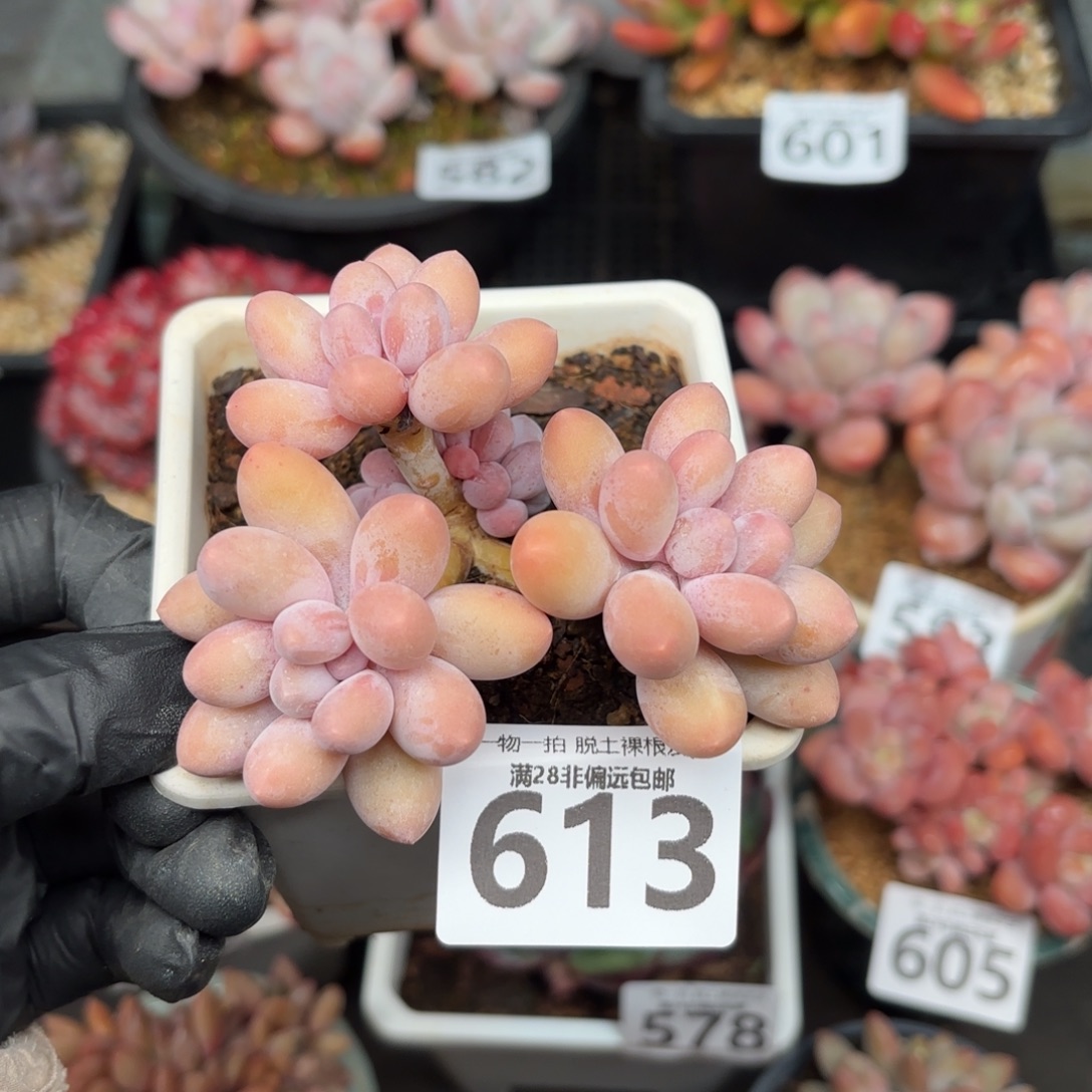 木***盆汤圆多肉无盆土发货