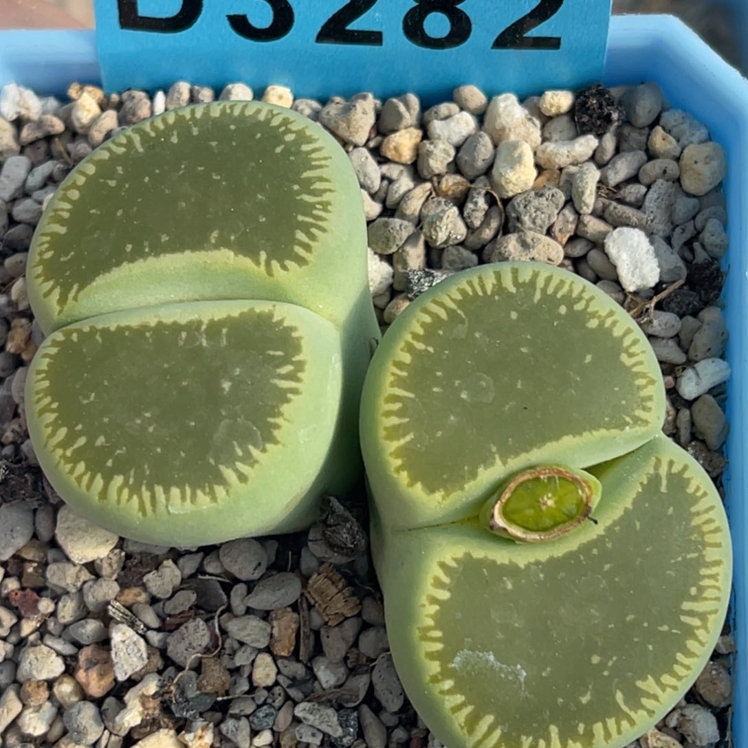 3282双头绿光阳一颗 