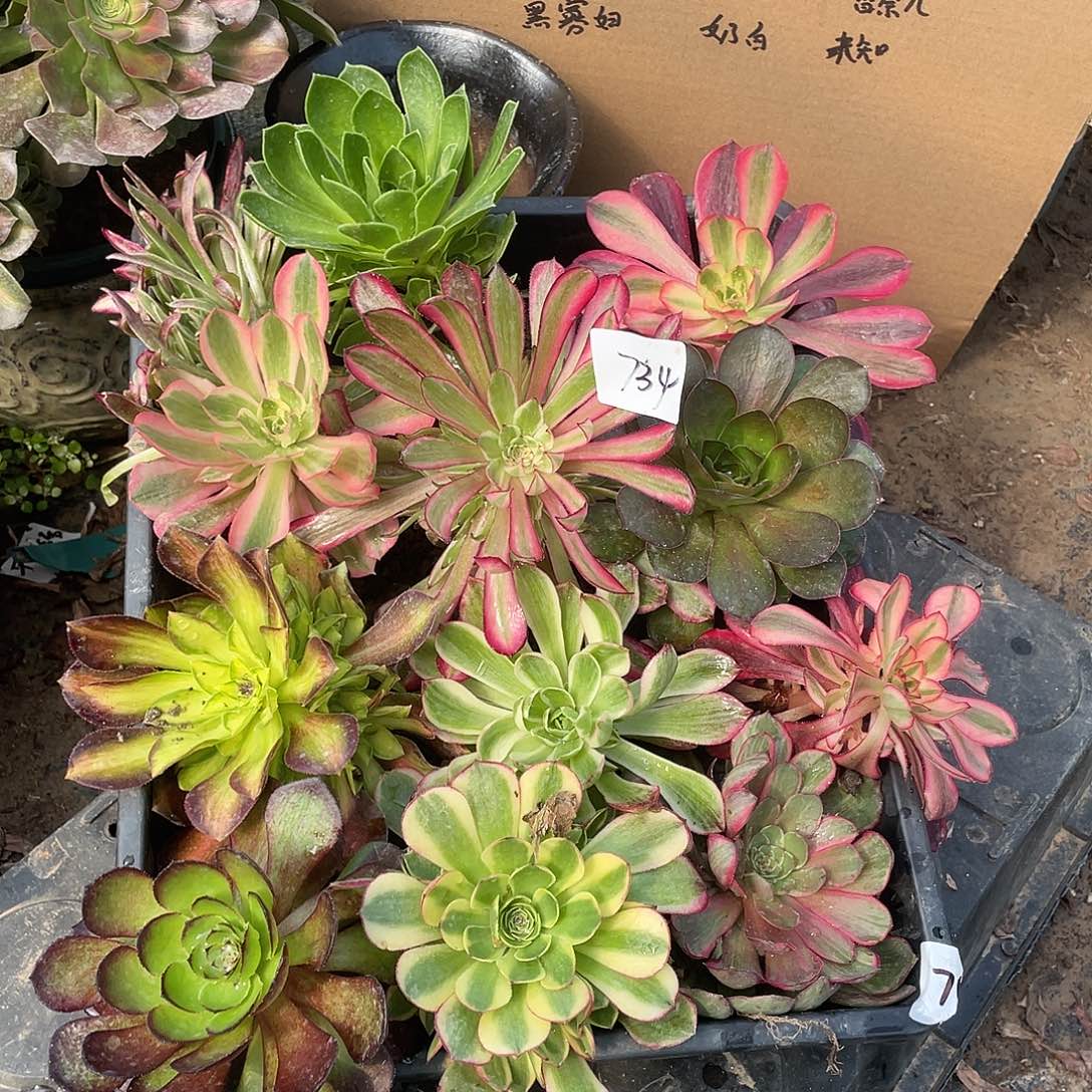 734法师植物组合