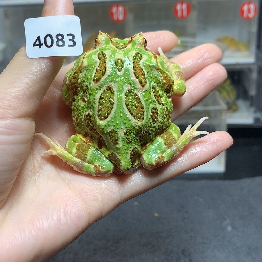 角蛙4083福利绿角