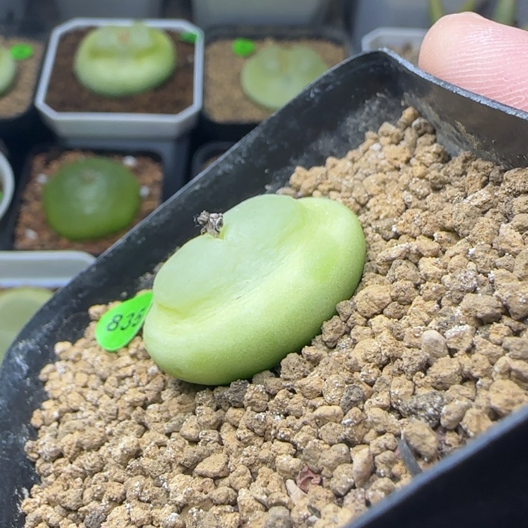 宇宙飞船体拉登多肉835