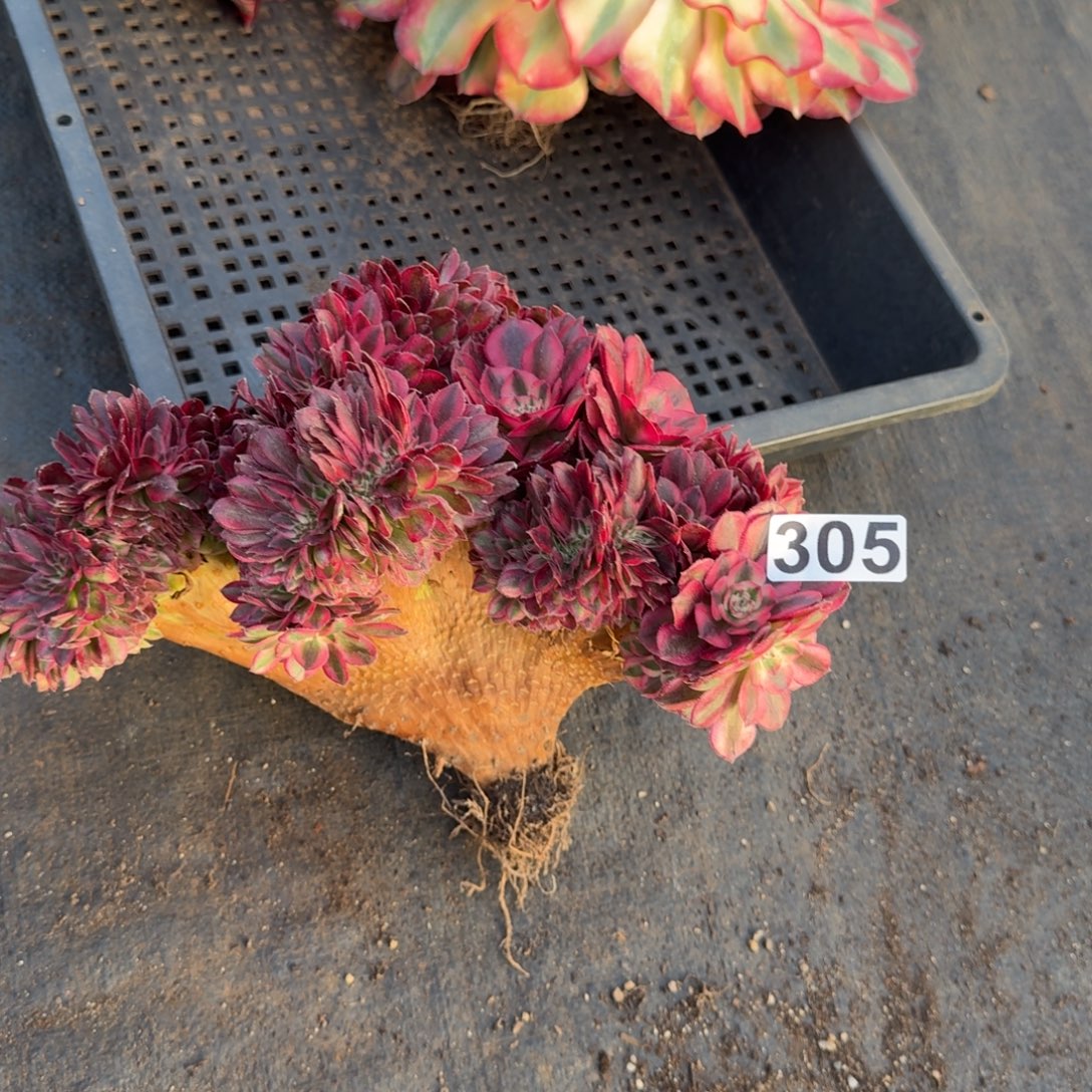 305多肉植物倾城缀有砍特价