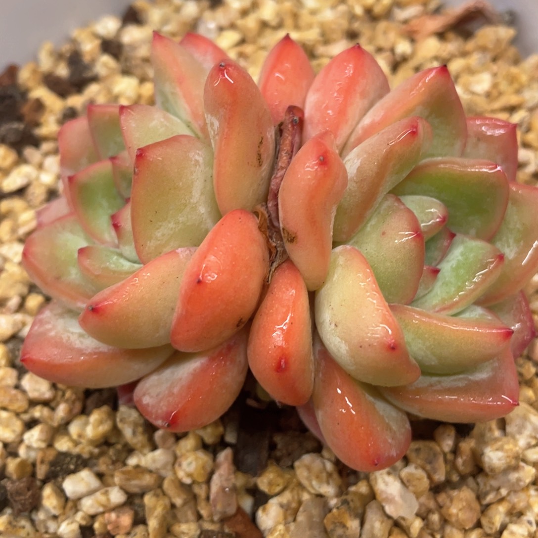 泡芙一物一拍28包邮非偏远