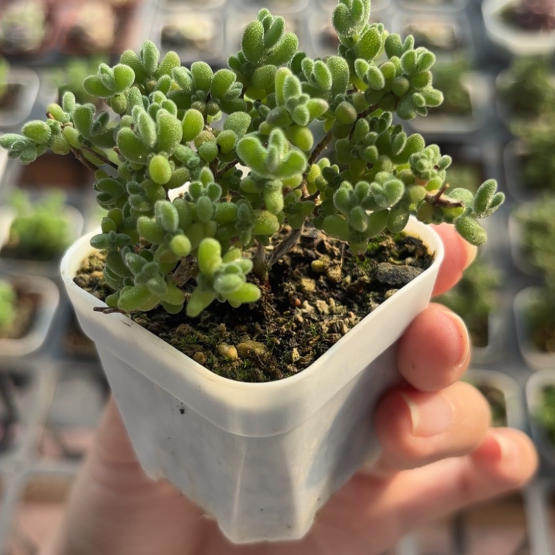 精品莱斯多肉植物