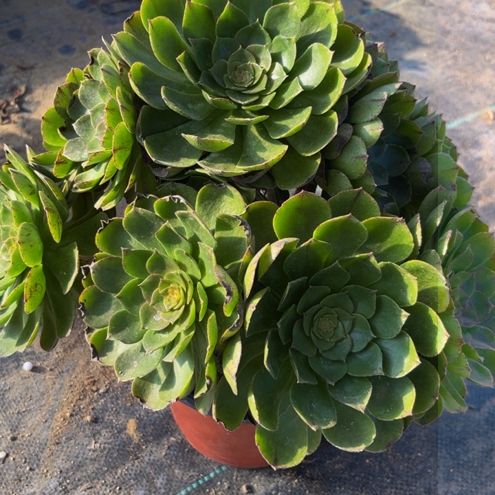 886多肉植物一物一拍