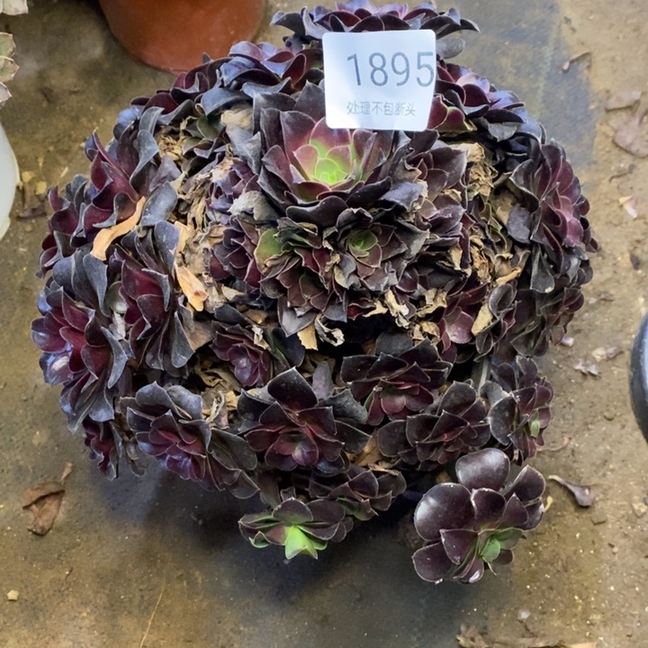 欧姿多肉断头不包1895