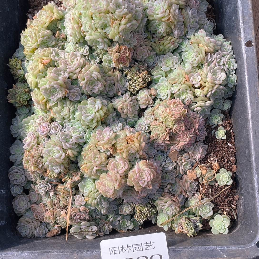 梅****多肉植物多肉植物200