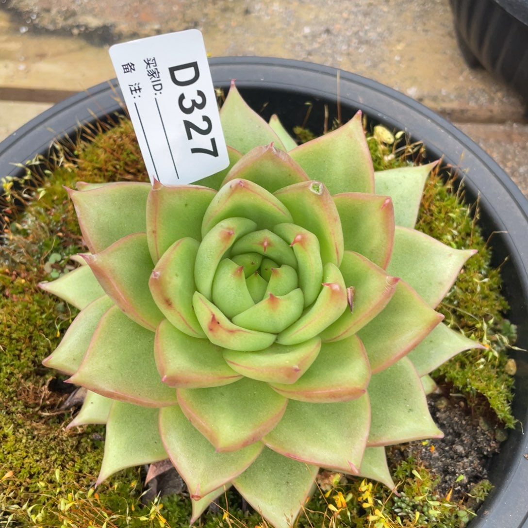 无花朵若如东云单拍D327