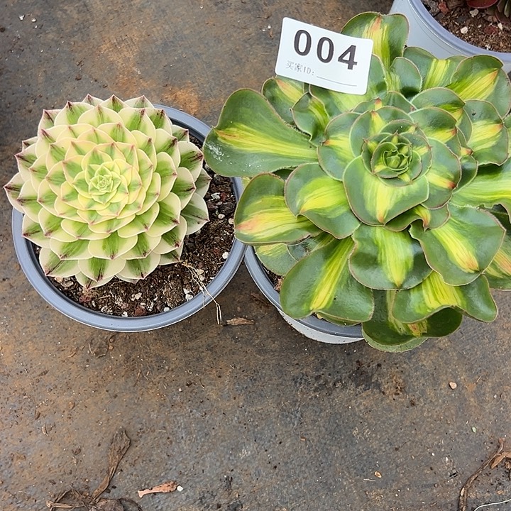时***好精品多肉植物004组合
