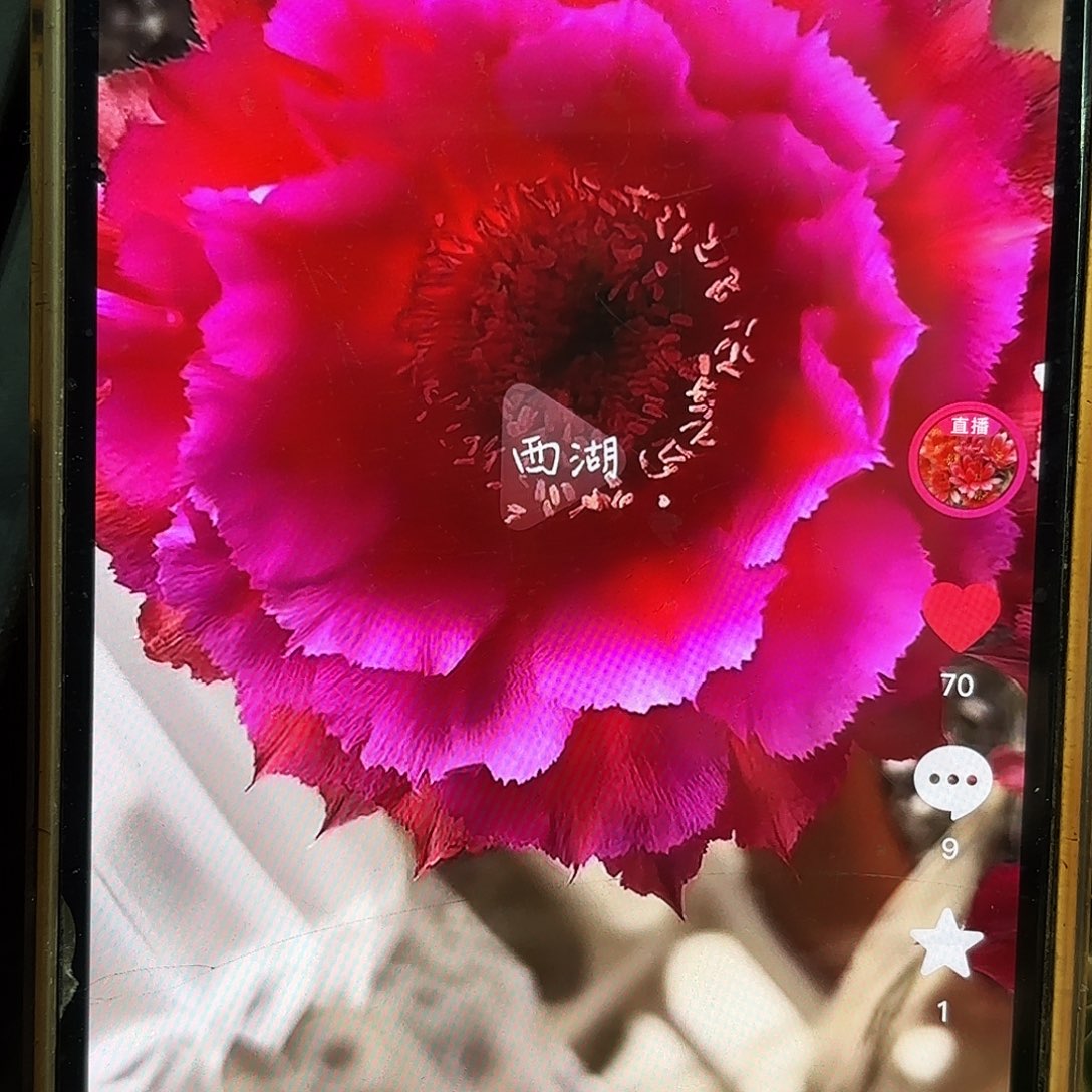 热加彩侧牙20包邮仙人球27