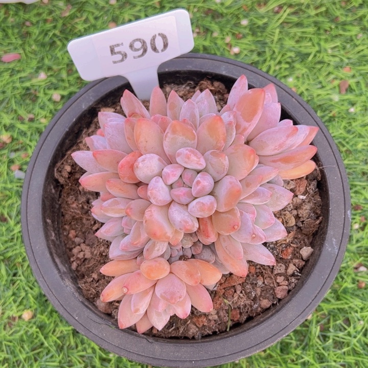 健健康康平平安安