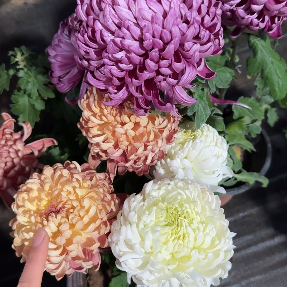 全部花朵A80808080808080