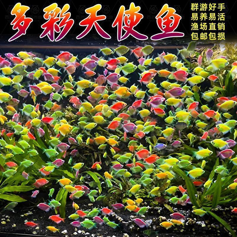 天使观赏鱼热带小型群游神仙彩色糖果淡水鱼热带鱼耐活好养养易活
