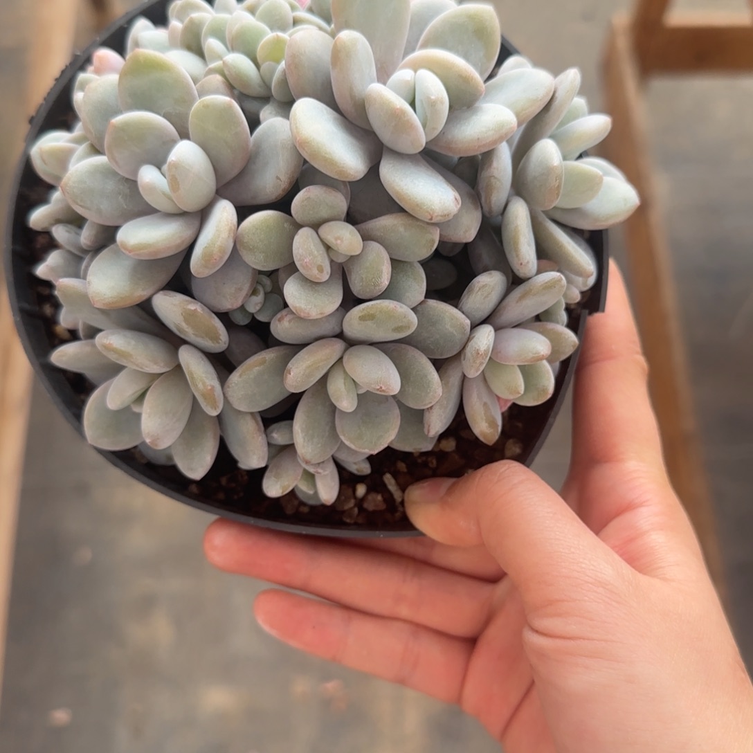 多肉植物 一物一拍