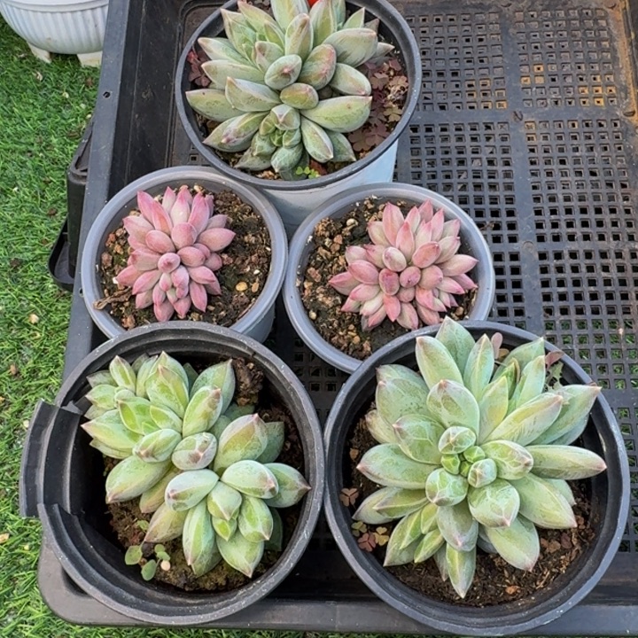 2626多肉植物一物一拍