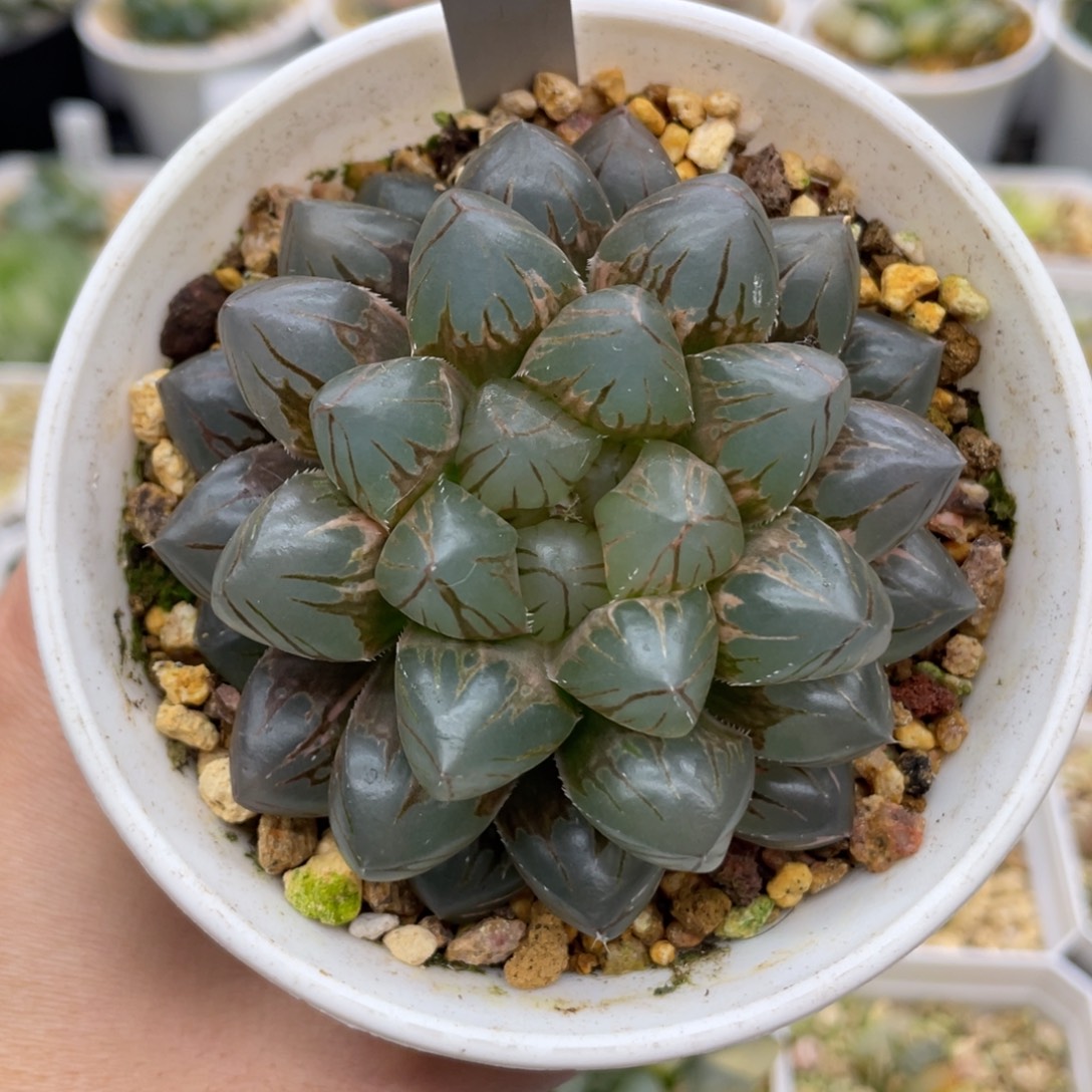 4 大窗紫王锦母本株