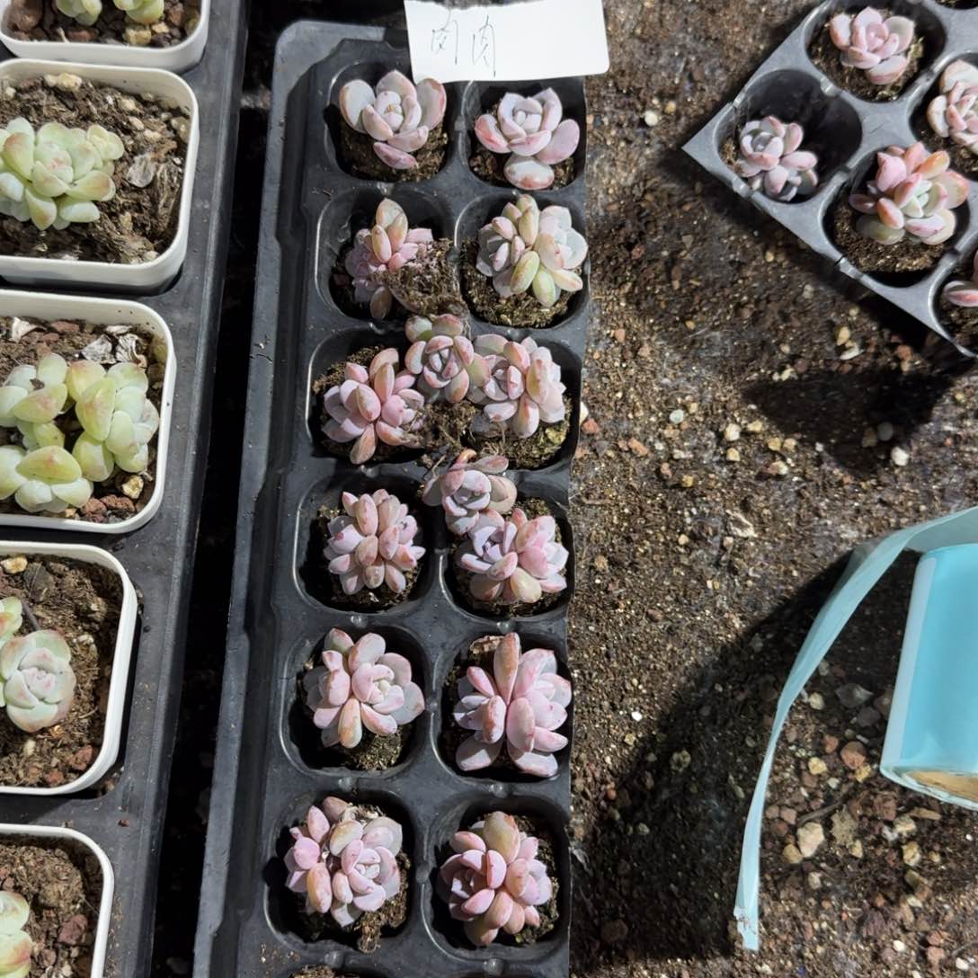 肉肉一物一拍专拍