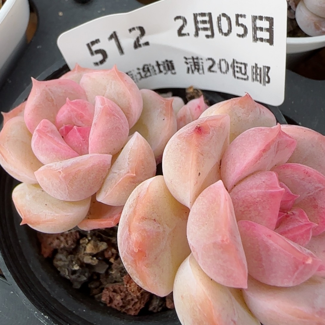 花语逸镜0205-512