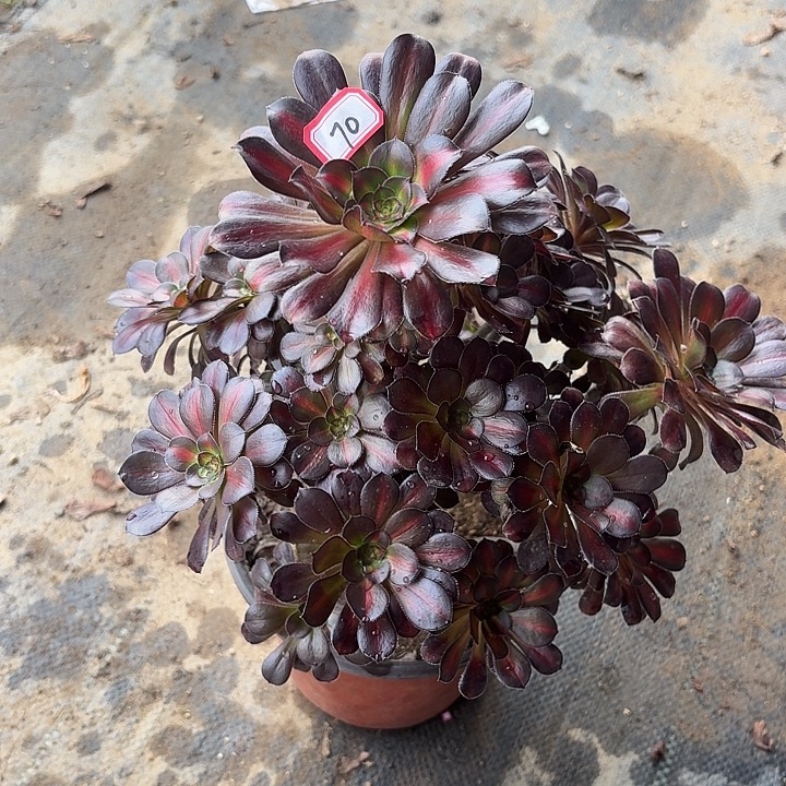 晚霞70法师多肉植物