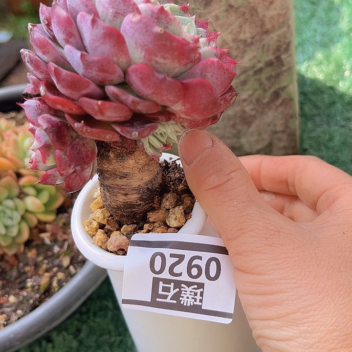 朱砂痣杂0920多肉植物