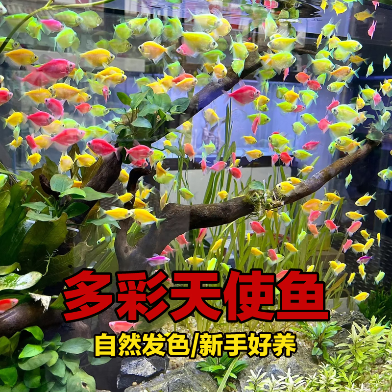 【大号多彩天使】新手彩色热带鱼冷水观赏鱼淡水鱼好养易活小型鱼