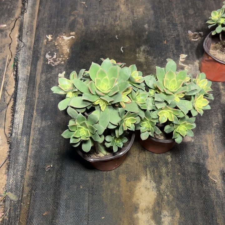 88二颗艳日辉多肉