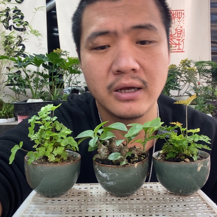 以实际为准盆栽盆景绿植134