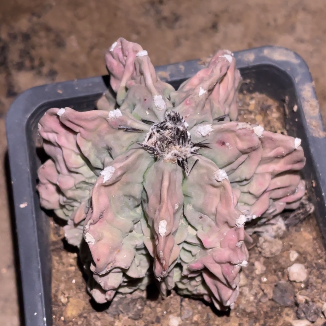 无花朵自根紫姬核桃034