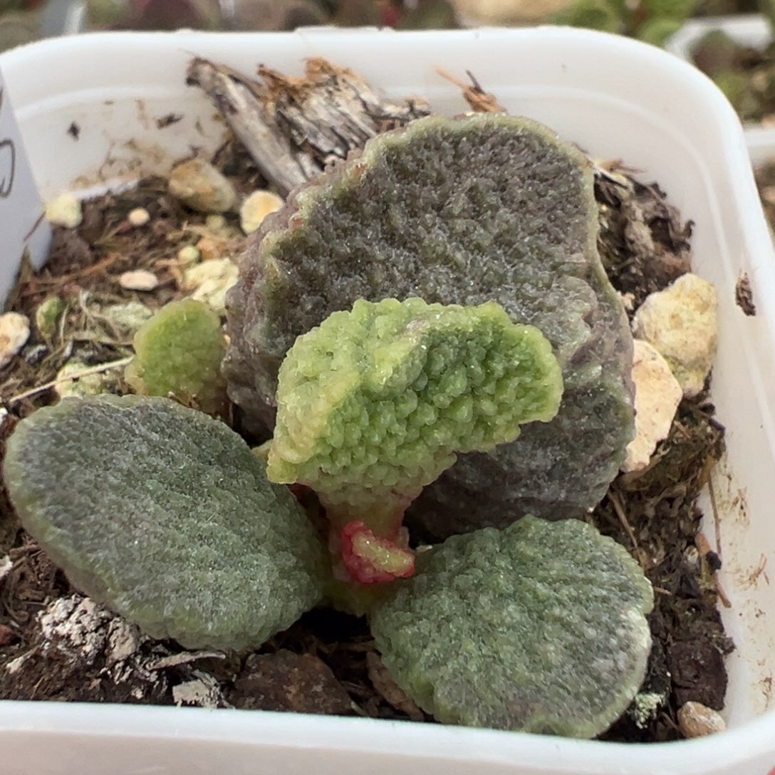 实生新品大苗多肉植物水泡