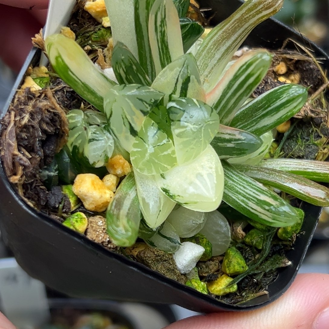 59残雪玉露锦。。。。