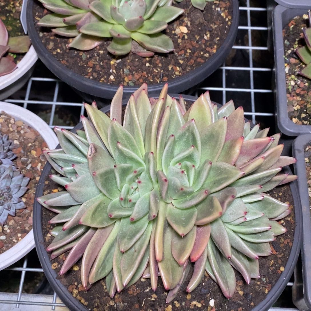 多肉植物多肉植物1727麦当娜缀