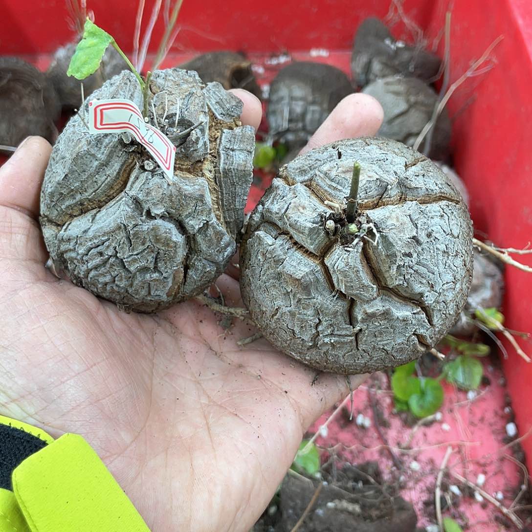 龟甲龙一物一拍1596号2颗